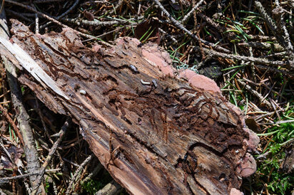 Borke mit Fraßbild des Borkenkäfers_(c)W.Simlinger Borke mit Fraßbild des Borkenkäfers_(c)W.Simlinger