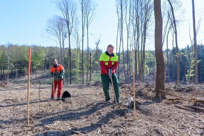 Mitarbeiter der Österr. Bundesforste bei Baumpflanzung im Forstrevier Droß Mitarbeiter der Österr. Bundesforste bei Baumpflanzung im Forstrevier Droß