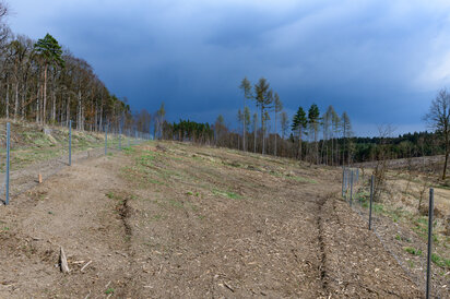Aufforstung 04_2021