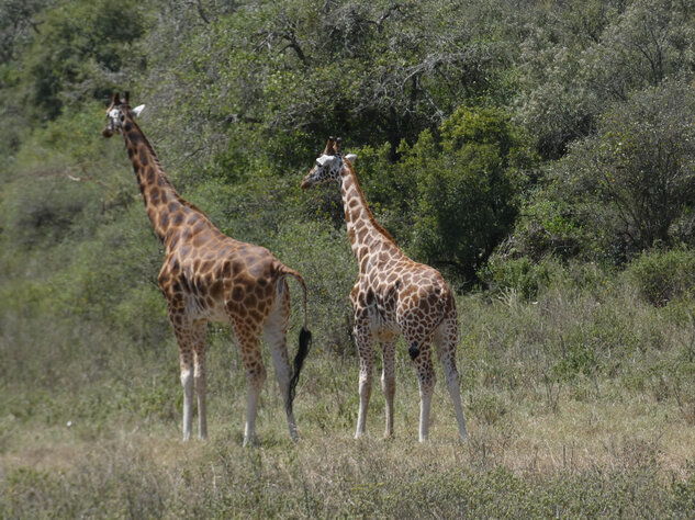 Giraffen im Tsavo Nationalpark