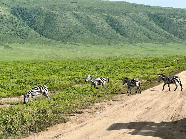 Zebra-Crossing